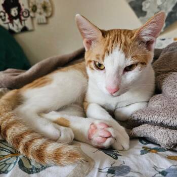 Rescue Domestic Short Hair Cats for Adoption in Honolulu, Hawaii - Pickles (Spark) | PetCurious