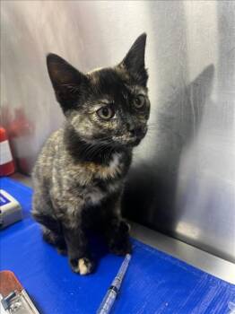 LEAP FROG -  Domestic Short Hair Cat for Adoption in Hagerstown, Maryland - LEAP FROG | PetCurious