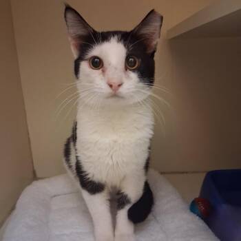 Domestic Short Hair Cats Available for Adoption - Xyrix | PetCurious