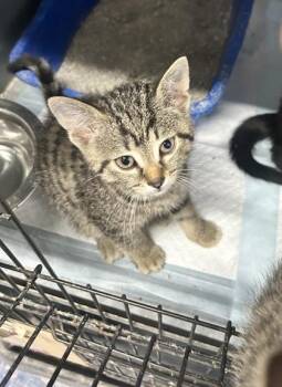 Corcoper (brown Collar) -  Domestic Short Hair Cat for Adoption in Simcoe, Ontario - Corcoper (brown Collar) | PetCurious