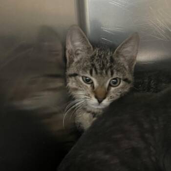 Tattoo -  Domestic Short Hair Cat for Adoption in Charlottesville, Virginia - Tattoo | PetCurious