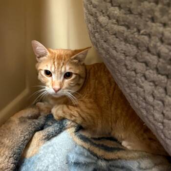 Domestic Short Hair Cats Available for Adoption in Spokane, Washington - Goldfish | PetCurious