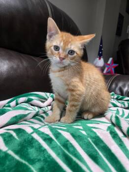 Domestic Short Hair and Tabby Cats Available for Adoption in Yardley, Pennsylvania - Owen | PetCurious