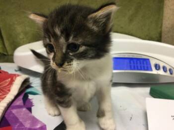 CAKE -  Domestic Short Hair Cat for Adoption in Riverside, California - CAKE | PetCurious