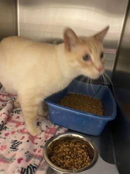 A122329 -  Siamese Cat for Adoption in West Valley City, Utah - A122329 | PetCurious