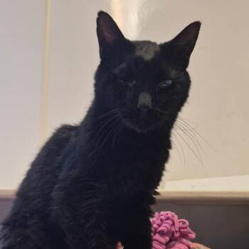 Baracus -  Domestic Short Hair Cat for Adoption in Indiana, Pennsylvania - Baracus | PetCurious