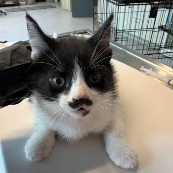 Domestic Short Hair Cats Available for Adoption in Huntington, West Virginia - Spark | PetCurious