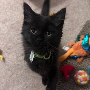 Soot -  Domestic Long Hair Cat for Adoption in Lake Orion, Michigan - Soot | PetCurious