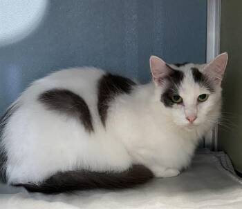 AARON -  Domestic Long Hair Cat for Adoption in Westminster, Maryland - AARON | PetCurious