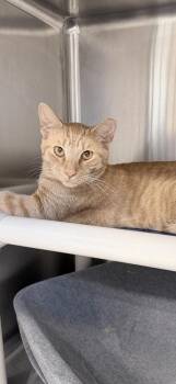 Domestic Short Hair Cats Available for Adoption in Venice, Florida - Reuben | PetCurious