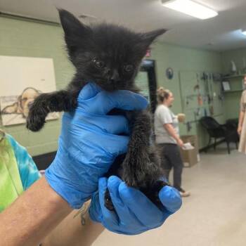 Valve -  Domestic Short Hair Cat for Adoption in New York, New York - Valve | PetCurious