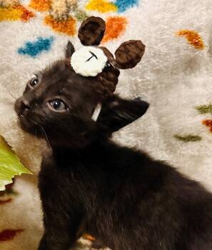 Rue -  Bombay Cat for Adoption in Rockport, Texas - Rue | PetCurious