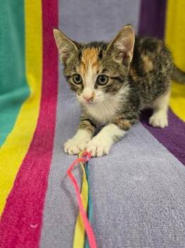 Lady Lasagna -  Domestic Short Hair Cat for Adoption in Westland, Michigan - Lady Lasagna | PetCurious