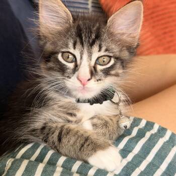 Pink Nose -  Domestic Long Hair Cat for Adoption in Fort Worth, Texas - Pink Nose | PetCurious