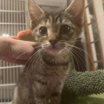 Samar -  Domestic Short Hair Cat for Adoption in Woodstock, Virginia - Samar | PetCurious