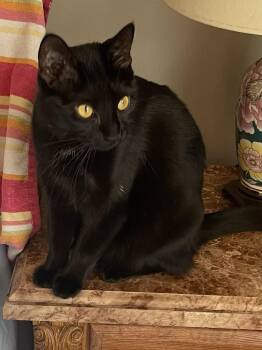 Domestic Short Hair Cats Available for Adoption in Bloomsdale, Missouri - Lucinda | PetCurious