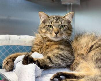 Jordan -  Domestic Long Hair Cat for Adoption in Scituate, Massachusetts - Jordan | PetCurious