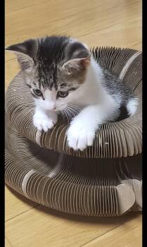 Nelson -  Domestic Short Hair Cat Available for Adoption in Aylett, Virginia - Nelson | PetCurious