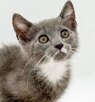 Lennox - What is not to love - Ultimate cutie -  Russian Blue and Turkish Van Cat for Adoption in Bedford Hills, New York - Lennox - What Is Not To Love - Ultimate Cutie | PetCurious