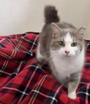 Domestic Short Hair Cats Available for Adoption - Nova | PetCurious