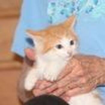 Chester -  Domestic Short Hair Cat for Adoption in Winchester, Virginia - Chester | PetCurious