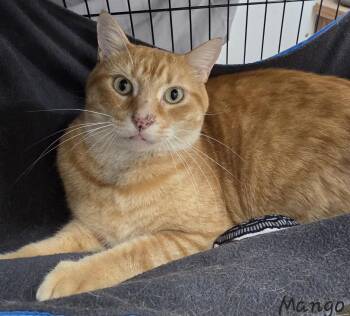 Domestic Short Hair Cats Available for Adoption in Key Largo, Florida - Mango | PetCurious