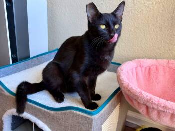 Jedi -  Bombay Cat for Adoption in Fresno, California - Jedi | PetCurious