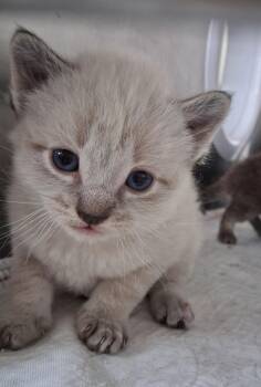 Pearl -  Domestic Short Hair and Siamese Cat for Adoption in Little Falls, Minnesota - Pearl | PetCurious