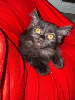 Smolder -  Domestic Long Hair Cat for Adoption in Millcreek, Utah - Smolder | PetCurious