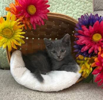 DAWN -  Domestic Short Hair Cat for Adoption in Omaha, Nebraska - DAWN | PetCurious