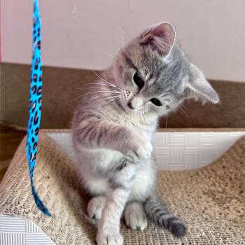 Domestic Short Hair Cats Available for Adoption - Boogie | PetCurious