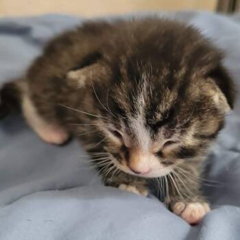 Milky Way -  Domestic Short Hair Cat for Adoption in Bismarck, North Dakota - Milky Way | PetCurious