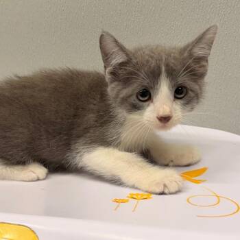 Billy -  Domestic Short Hair Cat for Adoption in Tampa, Florida - Billy | PetCurious