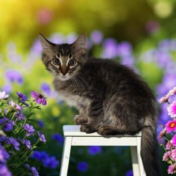 DEZI -  Domestic Medium Hair Cat for Adoption - DEZI | PetCurious