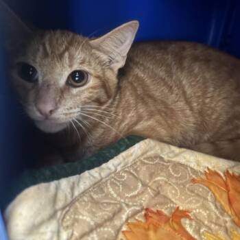 Ralph -  Domestic Short Hair Cat for Adoption in Riverside, California - Ralph | PetCurious