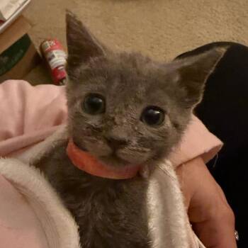 Domestic Short Hair Cats Available for Adoption - Fish Stick | PetCurious