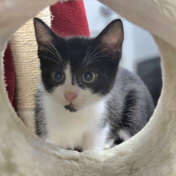 Rescue Domestic Short Hair Cats for Adoption in Lexington, South Carolina - Saturn | PetCurious