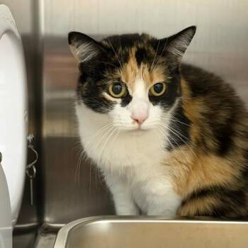 Callie -  Domestic Short Hair Cat for Adoption in Las Vegas, Nevada - Callie | PetCurious