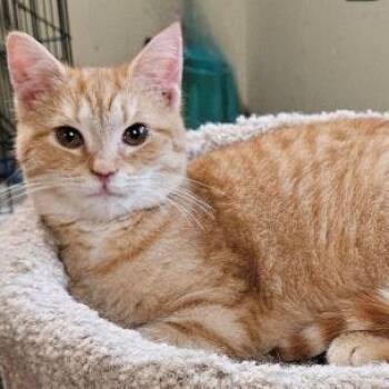 Domestic Short Hair and Tabby Cats Available for Adoption in Fountain Hill, Pennsylvania - Declan | PetCurious