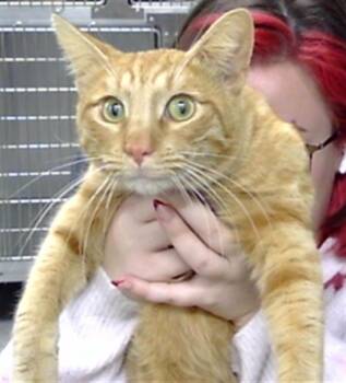 Domestic Short Hair Cats Available for Adoption - A183471 | PetCurious