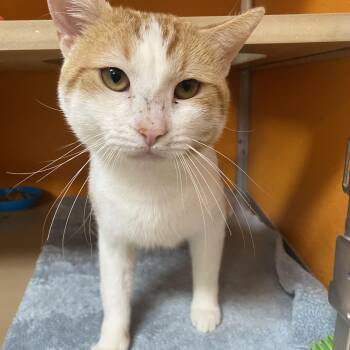 Domestic Short Hair Cats Available for Adoption - Mellow | PetCurious