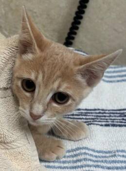Cola -  Domestic Short Hair Cat for Adoption in Honolulu, Hawaii - Cola | PetCurious