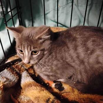 Rescue Domestic Short Hair Cats for Adoption in Buffalo, Wyoming - Laundry | PetCurious