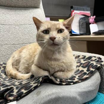 Butters -  Domestic Short Hair Cat for Adoption in Durango, Colorado - Butters | PetCurious