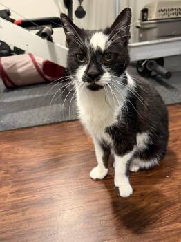 Domestic Short Hair Cats Available for Adoption in Lansing, Michigan - Bloom (26-061 C) | PetCurious