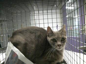Domestic Short Hair Cats Available for Adoption in Houston, Texas - TWINKIE | PetCurious