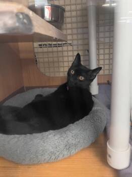 River -  Domestic Short Hair Cat for Adoption in Plano, Texas - River | PetCurious