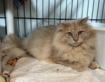 Domestic Long Hair Cats Available for Adoption in Viroqua, Wisconsin - Furby | PetCurious
