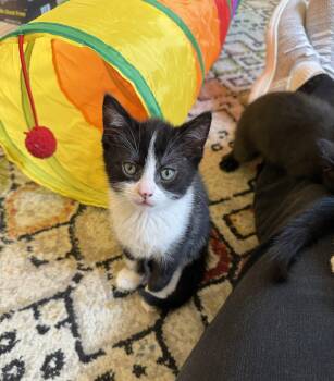 Domestic Short Hair Cats Available for Adoption in Harrisburg, Pennsylvania - Zander | PetCurious