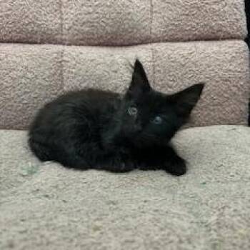 Shadow -  Domestic Medium Hair Cat for Adoption in Pendleton, Oregon - Shadow | PetCurious